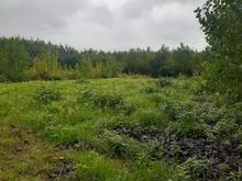 فروش زمین کشاورزی 250 متر در کلسر در شیپور