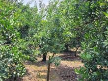 فروش زمین کشاورزی ( باغ مرکبات ) 2500 متری عبوری زیارکلا در شیپور