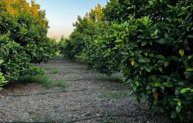 فروش باغ مرکبات 5 هکتاری در میاندرود