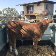 فروش گوساله پرواری