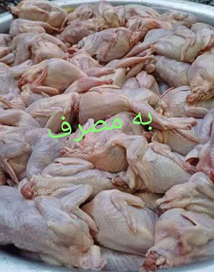 فروش بلدرچین به صورت زنده وگوشت گرم