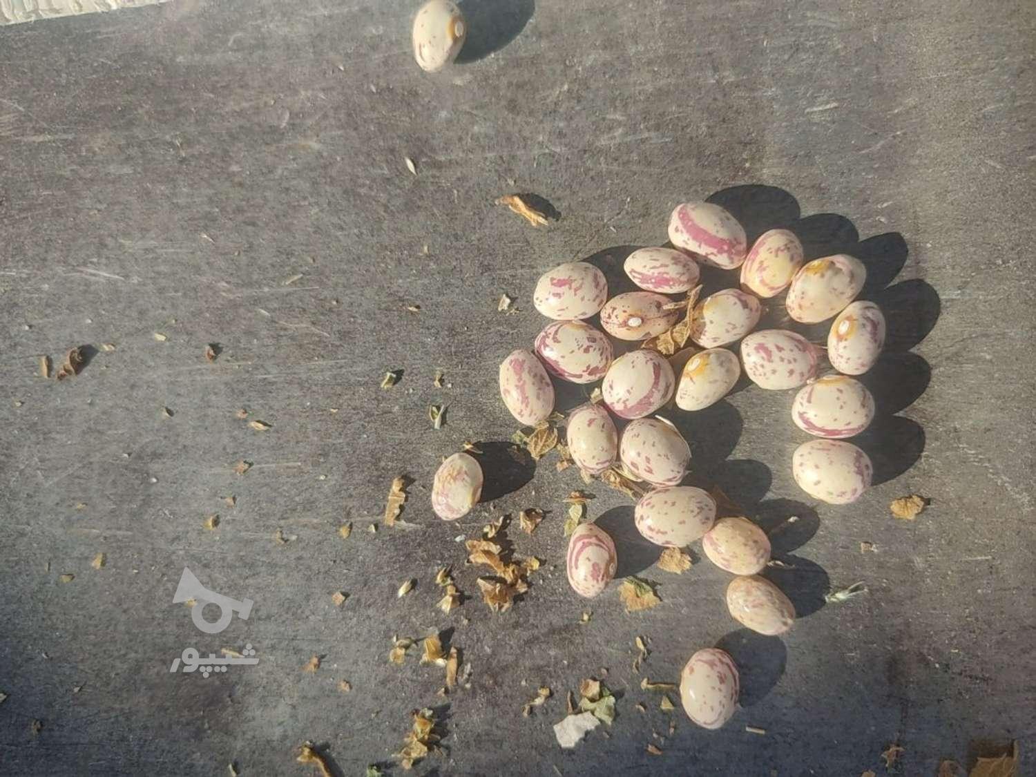 لوبیا چیتی گرد