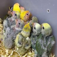 طوطی کوتوله برزیلی سرلاکی انواع رنگ