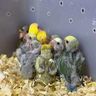 طوطی کوتوله برزیلی سرلاکی انواع رنگ