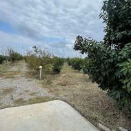 فروش زمین کشاورزی 6500 متر در بیکار آیش