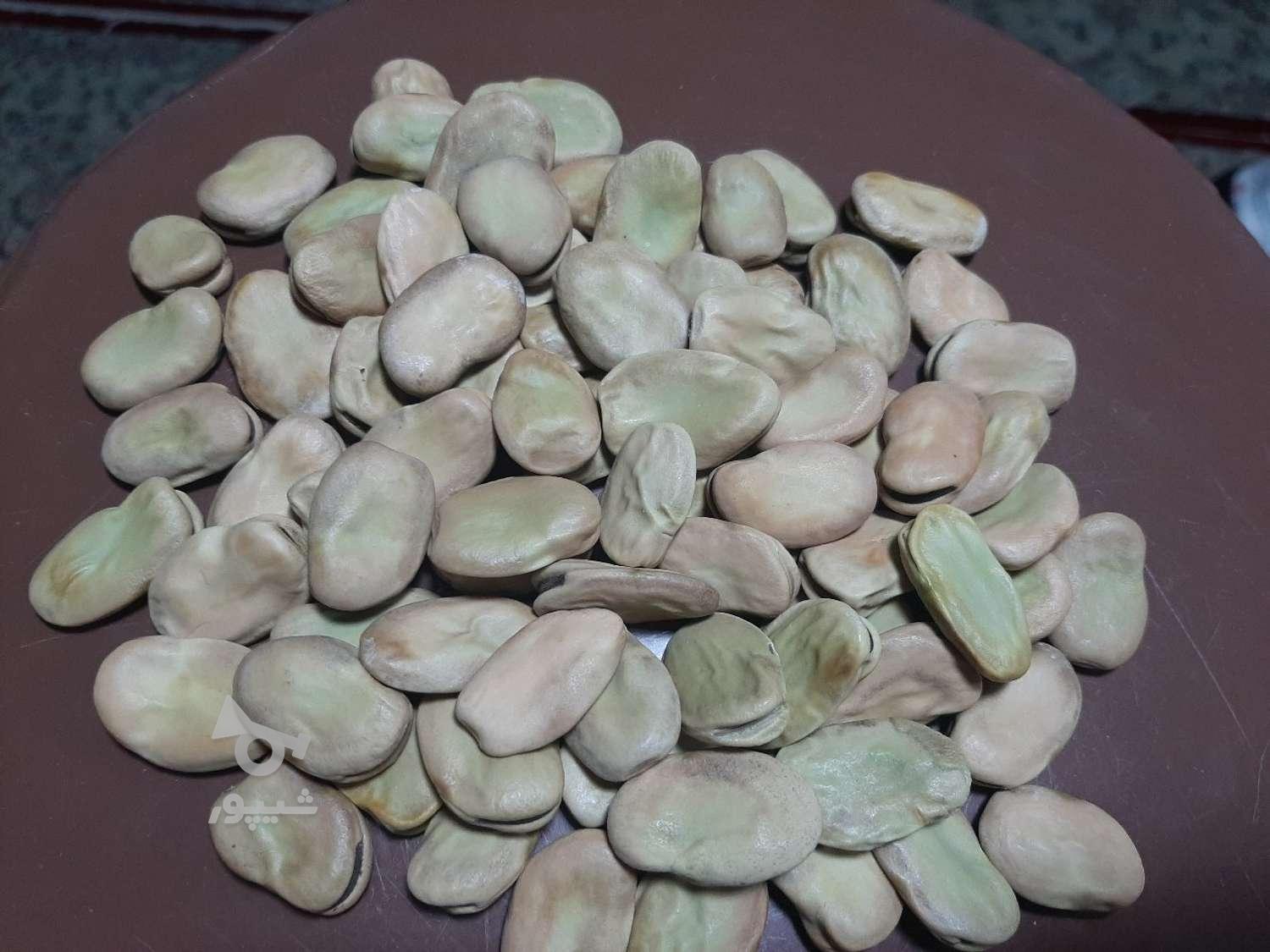 باقلا امساله خشک سه بند بذر سوری