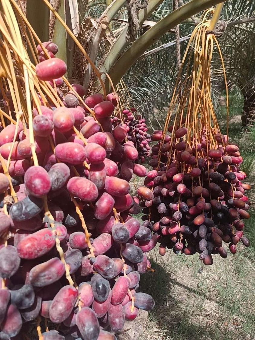 فروش مستقیم و ارزانتر از بازار خرمای مضافتی تازه بم