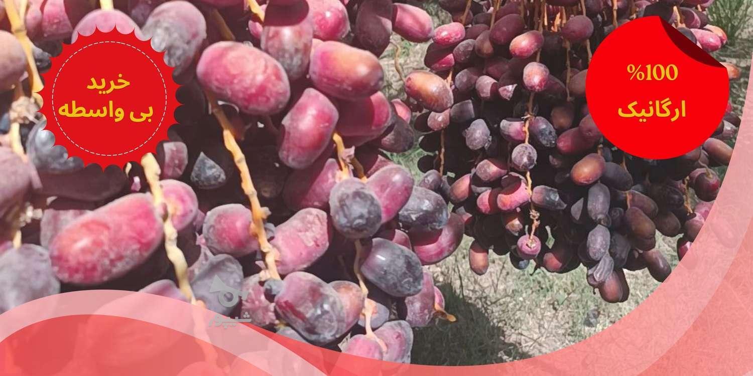 فروش مستقیم و ارزانتر از بازار خرمای مضافتی تازه بم