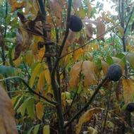 فروش انواع نهالهای گیلاس،سیب، گلابی وگردووغیره مرغوب دربوکان