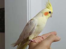 طوطی عروس هلندی های کامل رام و سخنگو و اموزش دیده رنگ مختلف در شیپور