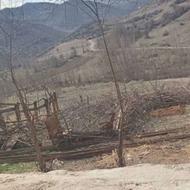 زمین مسکونی 320 متری در ایشه کوه دیلمان