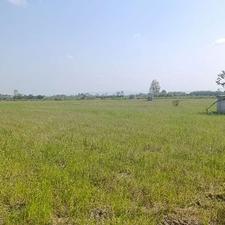 فروش شالیزار 4200 متر جاده قائمشهر