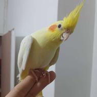 طوطی عروس هلندی های سخنگو و چلوندنی واموزش دیده