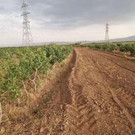 باغ پسته دو هکتار درخت 9 ساله نیم ساعت آب ریشه ای در هفته