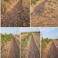 باغ پسته دو هکتار درخت 9 ساله نیم ساعت آب ریشه ای در هفته