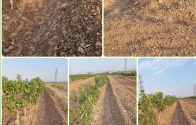 باغ پسته دو هکتار درخت 10 ساله نیم ساعت آب ریشه ای در هفته