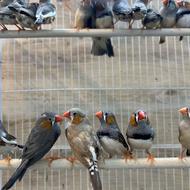 فنچ زبرا سالم