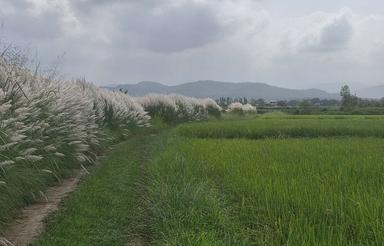 فروش زمین کشاورزی 10500 متر در کمربندی