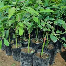 شروع فروش نهال های آووکادو پیوندی تولیدیمون