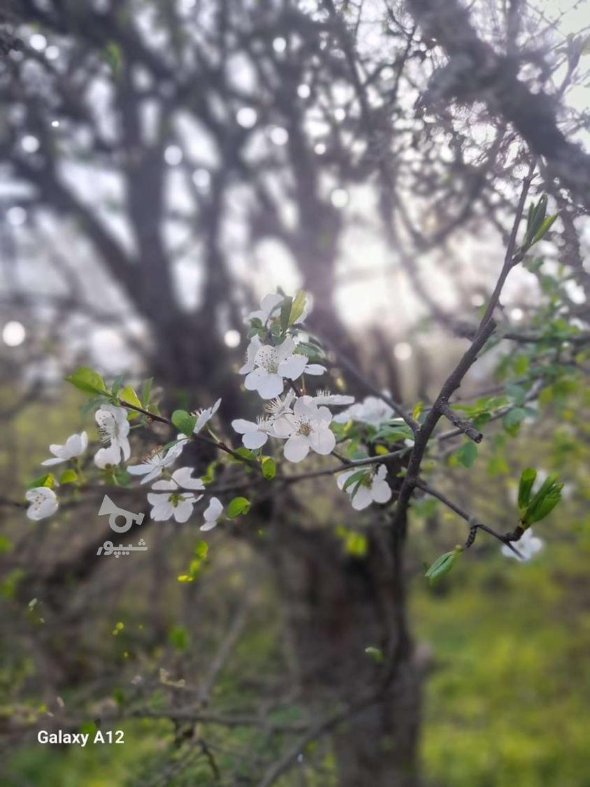 جویای سرایداری - undefined