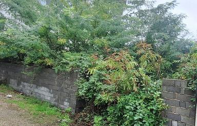 فروش زمین مسکونی 460 متر در تیلاکنار