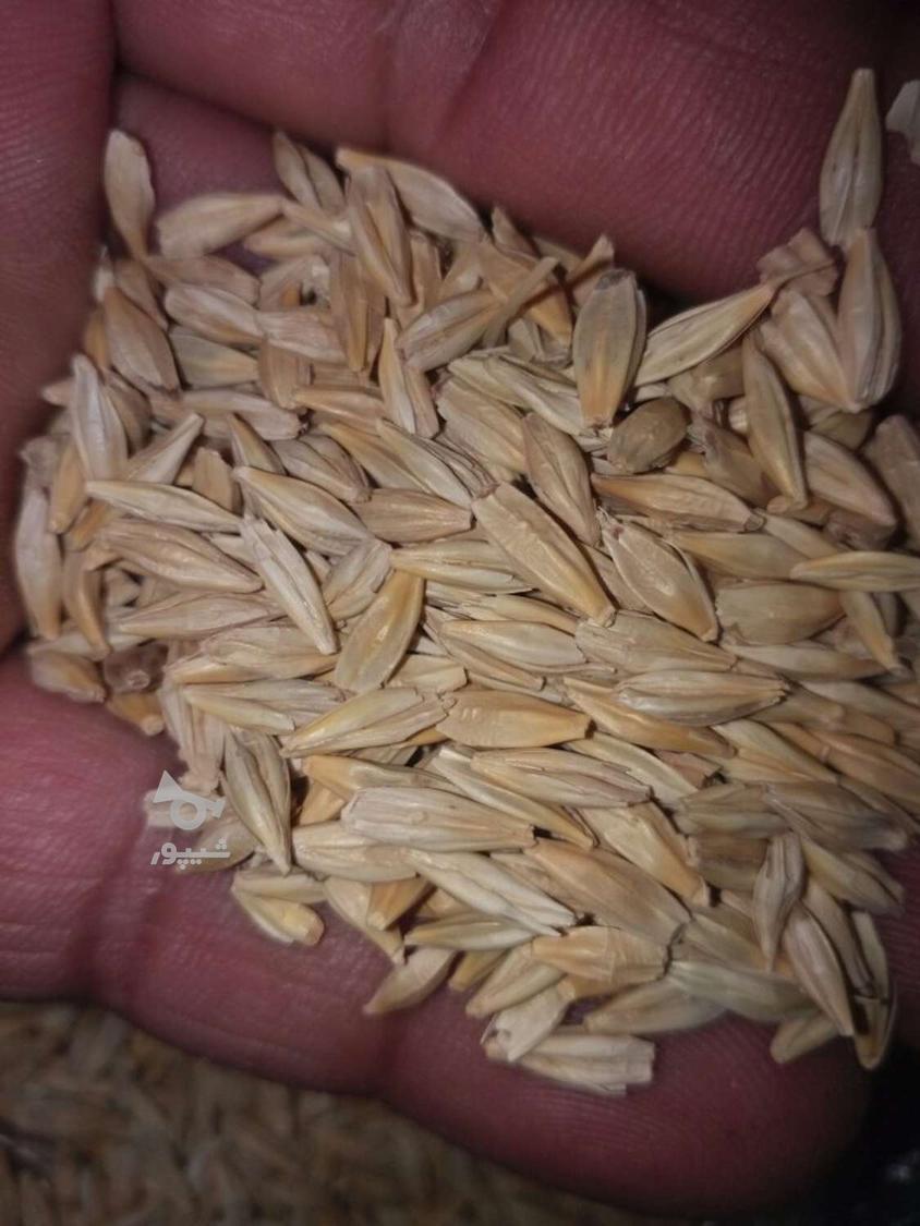 جودیم تن اج بالا