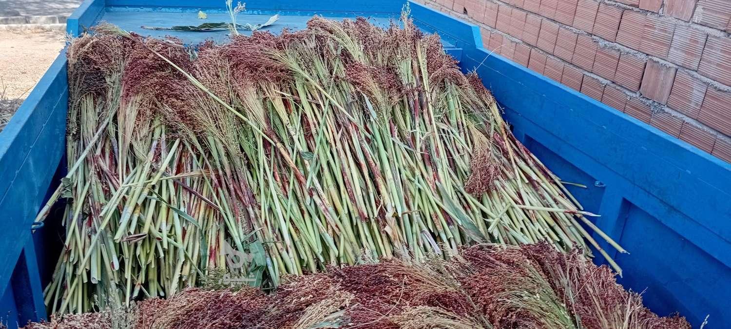 جارو رشتی یا دستی به صورت عمده