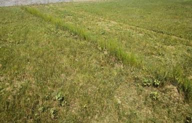 فروش زمین مسکونی 150 متر در چالوس