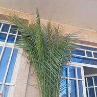 گل نخل آپارتمانی.خیلی بزرگ