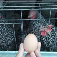 باجوجه مرغی که بهت میدم، دیگه تخممرغ از بیرون نخر