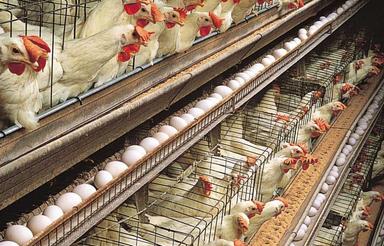 فروش مرغداری تخمگذار در مازندران