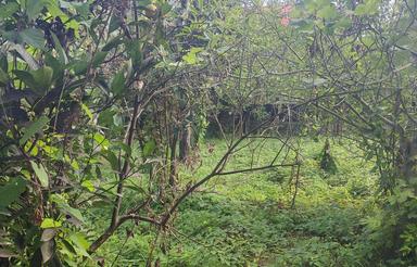 فروش زمین مسکونی 251 متر در ابریشم محله