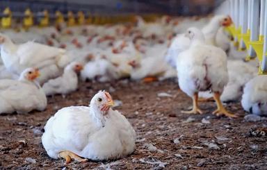 مرغداری اجداد 35000 متر قطعه ای در مازندران