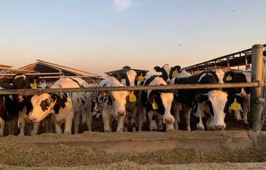 فروش دامداری در مازندران