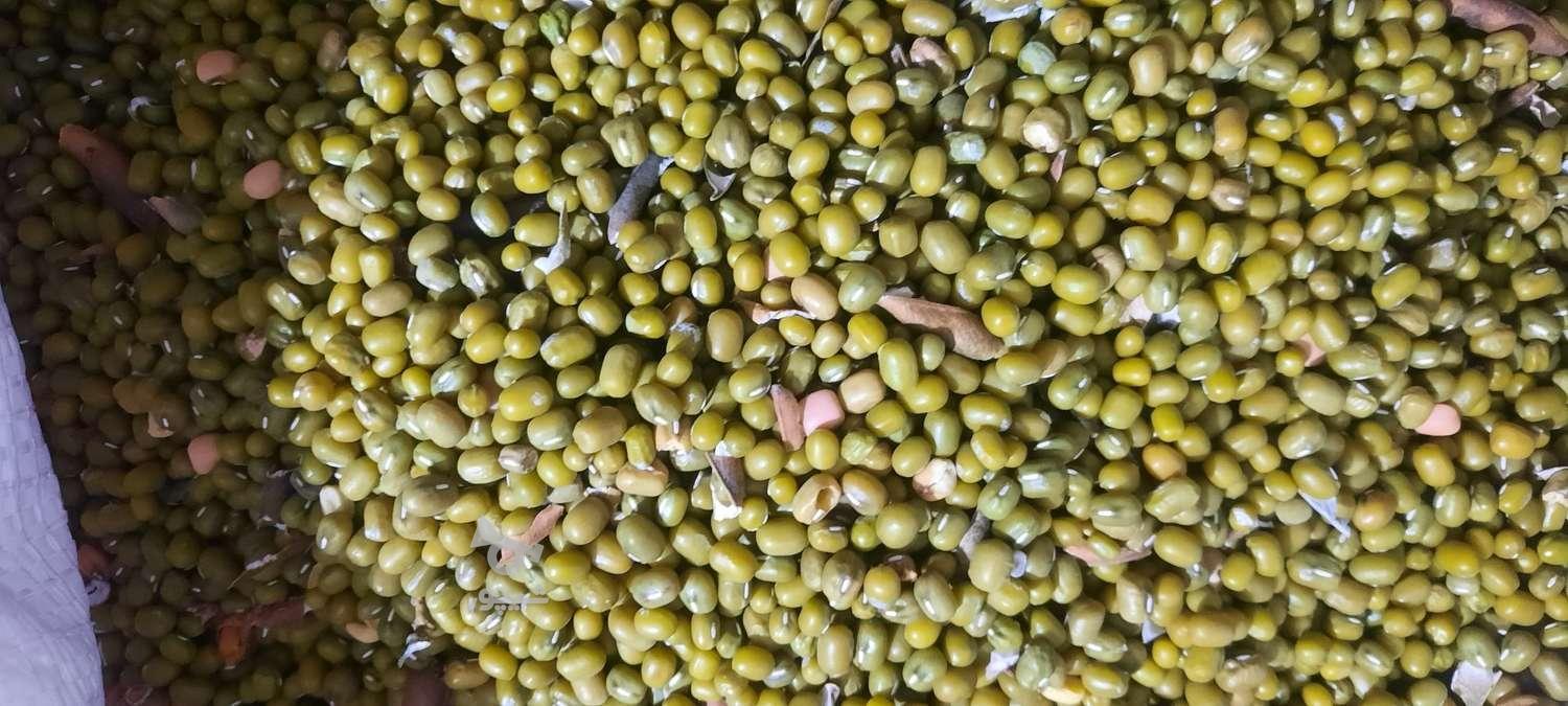 ماش درجه1 درشت و دستچین و قوزه چین