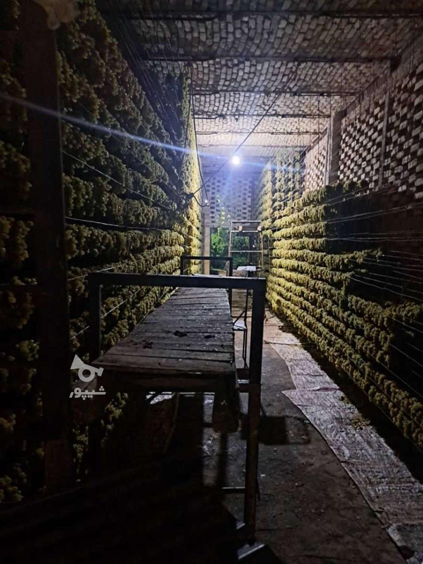کشمش آفتابی کاشمر