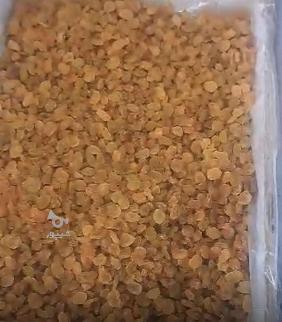 کشمش آفتابی کاشمر