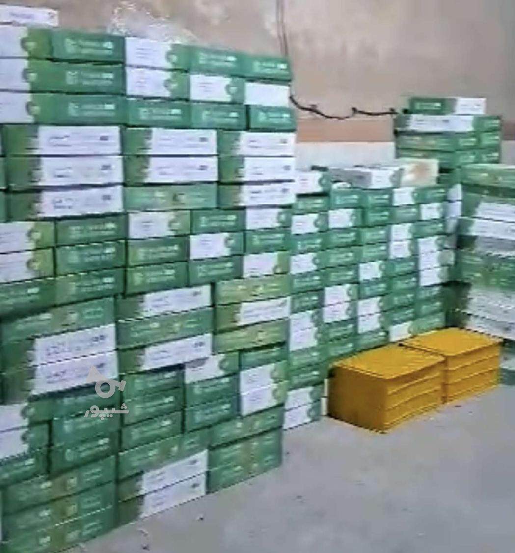کشمش آفتابی کاشمر