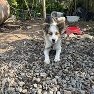 هاسکی پا کوتاه چشم یخی واگذاری