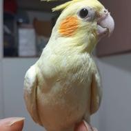 طوطی عروس هلندی های سخنگو