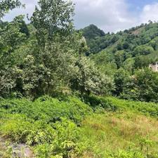 زمین ویودار/شیخ زاهدلاهیجان