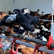 جوجه محلی اصلاح نژاد گلپایگان 50 روزه در مزرعه یلدا