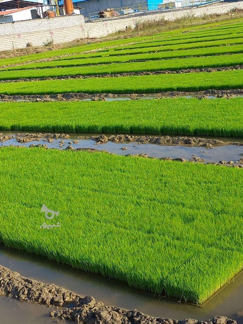 برنج طارم هاشمی