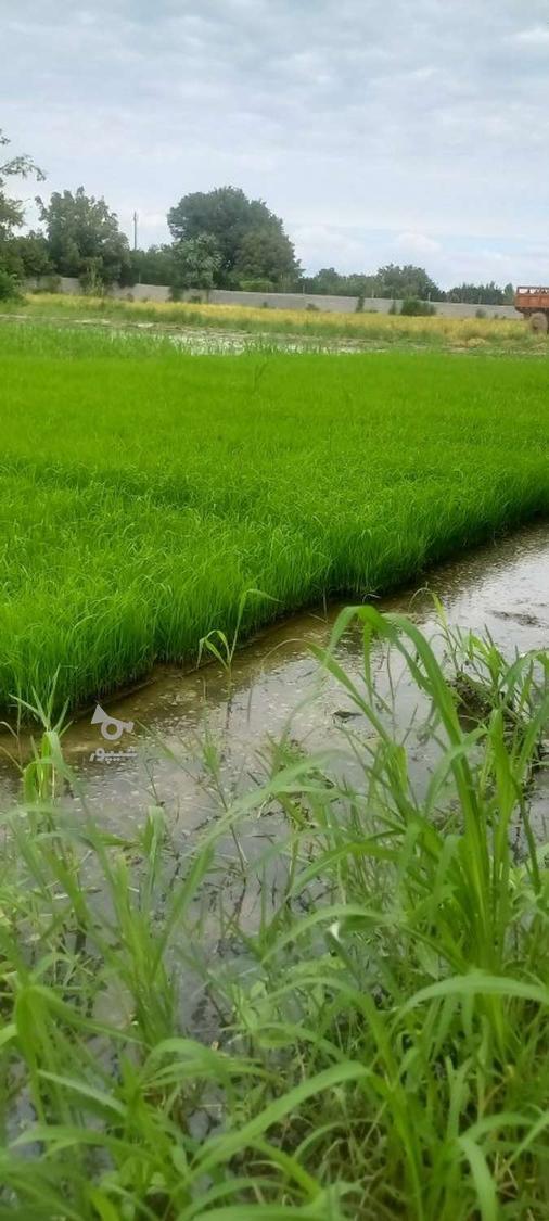 برنج طارم هاشمی