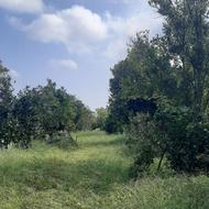 فروش زمین مسکونی 850 متر در سیاورز