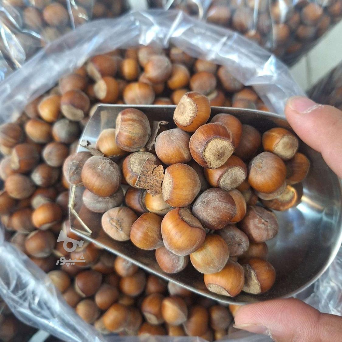 فندق دانه درشت