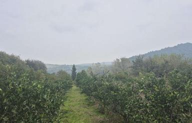 فروش باغ 4000 متر در خارکش