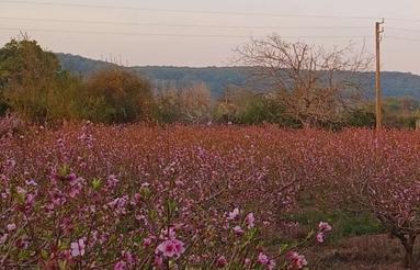 باغ شلیل چسبیده به بافت فروش فوری فوری