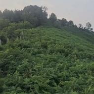 54هزارمتر زمین کوهپایه ای تفکیک شده در مهربن