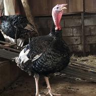 بوقلمون اصیل ارگانیک و تخم نطفه دار